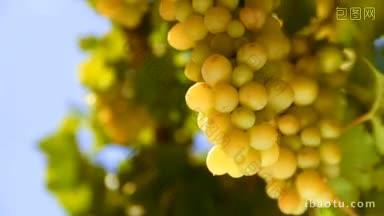 一束白葡萄酒葡萄意大利在乌克兰的蓝天背景